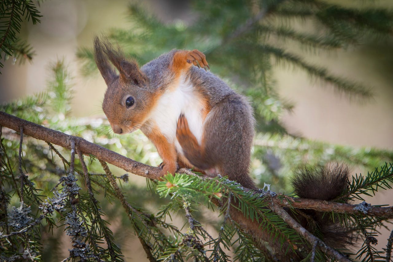 A curious squirrel perched on a pine branch in a serene woodland environment.